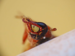 Rhynchium oculatum