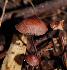 Mycena kurramulla