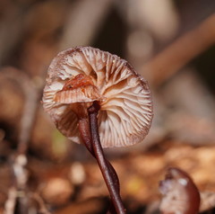 Mycena kurramulla