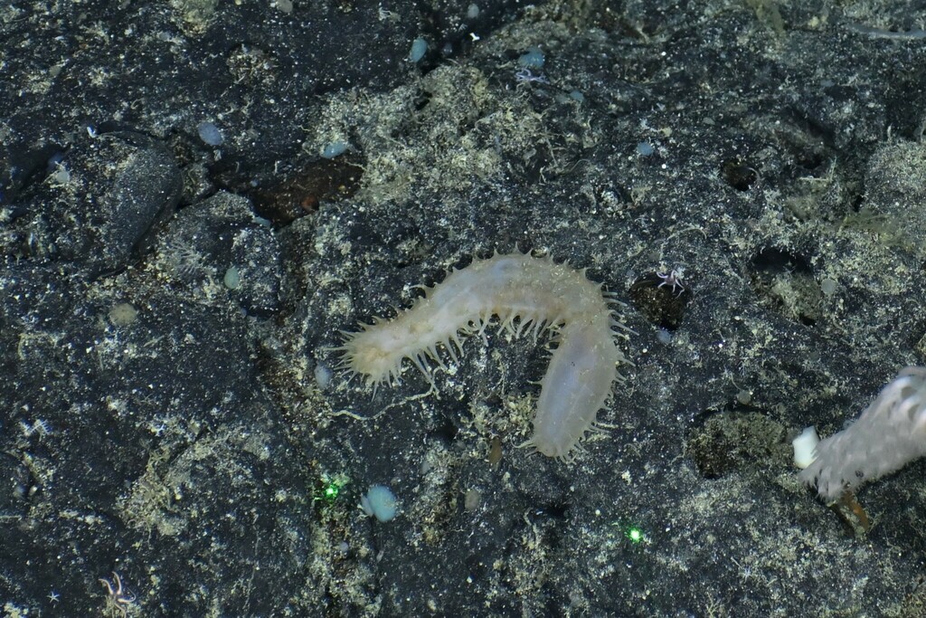 Synallactes gilberti