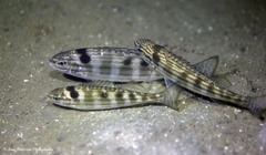 Helotes octolineatus