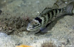 Helotes octolineatus