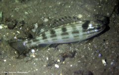 Helotes octolineatus