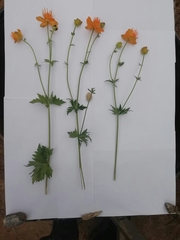 Trollius