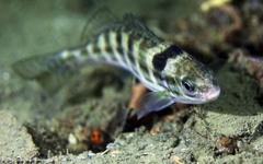 Helotes octolineatus