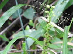 Peristylus tentaculatus