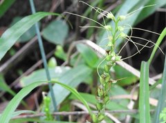 Peristylus tentaculatus