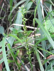 Peristylus tentaculatus