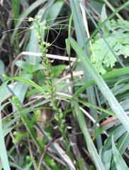Peristylus tentaculatus