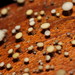 Hymenotorrendiella eucalypti - Photo (c) Reiner Richter, μερικά δικαιώματα διατηρούνται (CC BY-NC-SA), uploaded by Reiner Richter