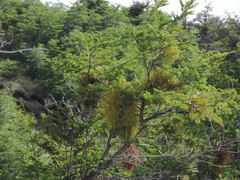 Nothofagus