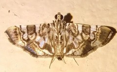 Chabula acamasalis