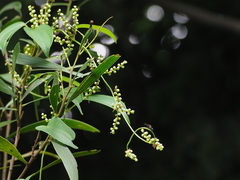 Dioscorea japonica