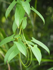 Dioscorea japonica
