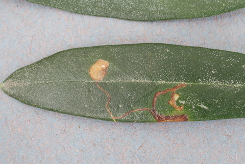 Olive Kernel Borer