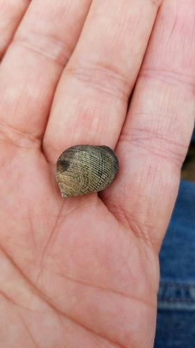 Littorina littorea