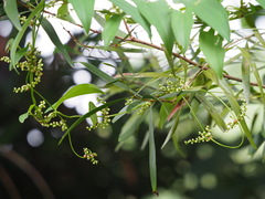 Dioscorea japonica