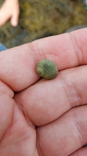 Littorina obtusata