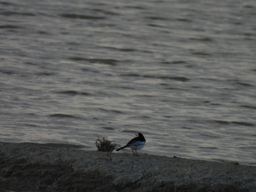 White Wagtail