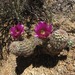 Pinkflower Hedgehog Cactus - Photo (c) Lon&Queta, some rights reserved (CC BY-NC-SA)