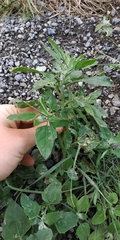 Chenopodium suecicum