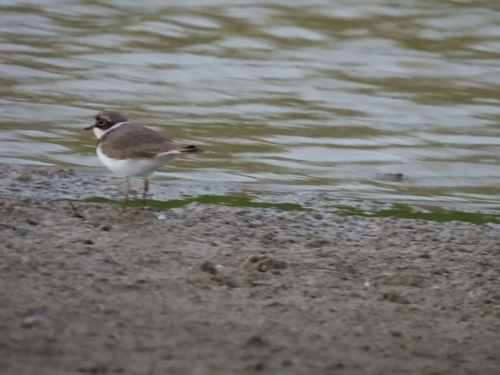 Little Ringed Plover