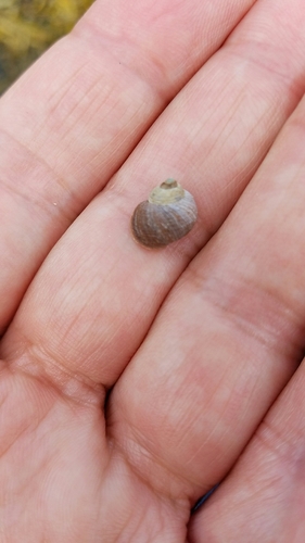 Littorina saxatilis