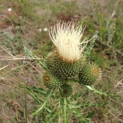 Cirsium canescens
