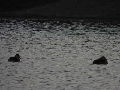 Great Crested Grebe