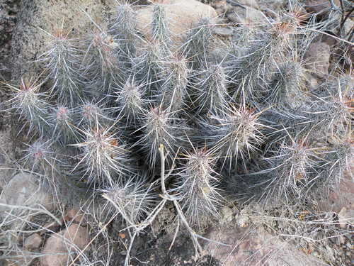 Brandegee's Hedgehog Cactus
