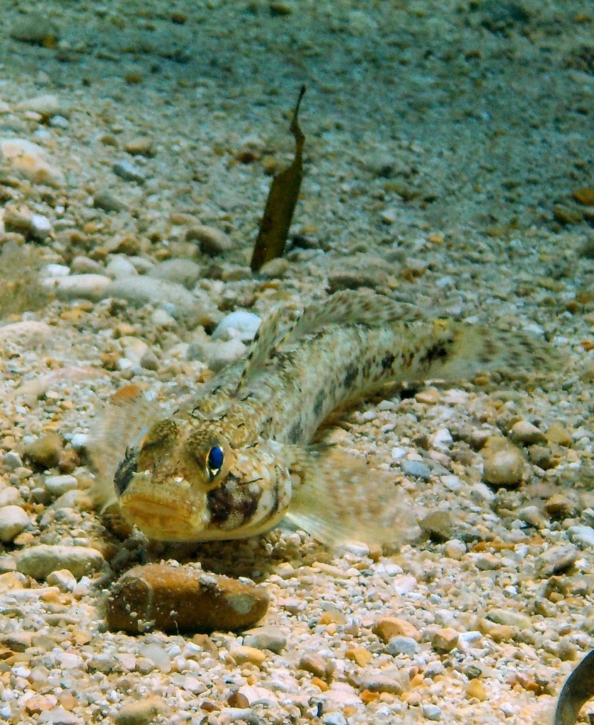 Slender Goby