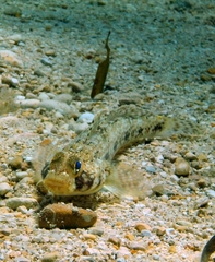 Gobius geniporus