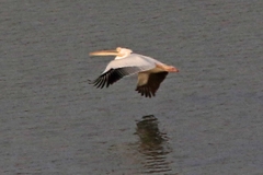 Pelecanus onocrotalus