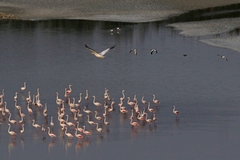 Pelecanus onocrotalus