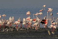 Phoenicopterus roseus