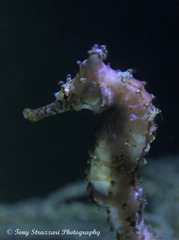 Hippocampus subelongatus