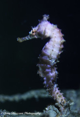 Hippocampus subelongatus