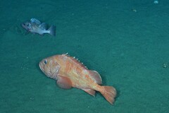 Shortraker Rockfish photo 1