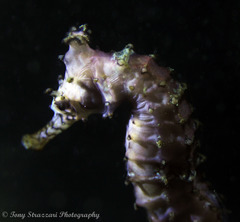 Hippocampus subelongatus