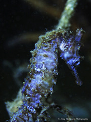 Hippocampus subelongatus