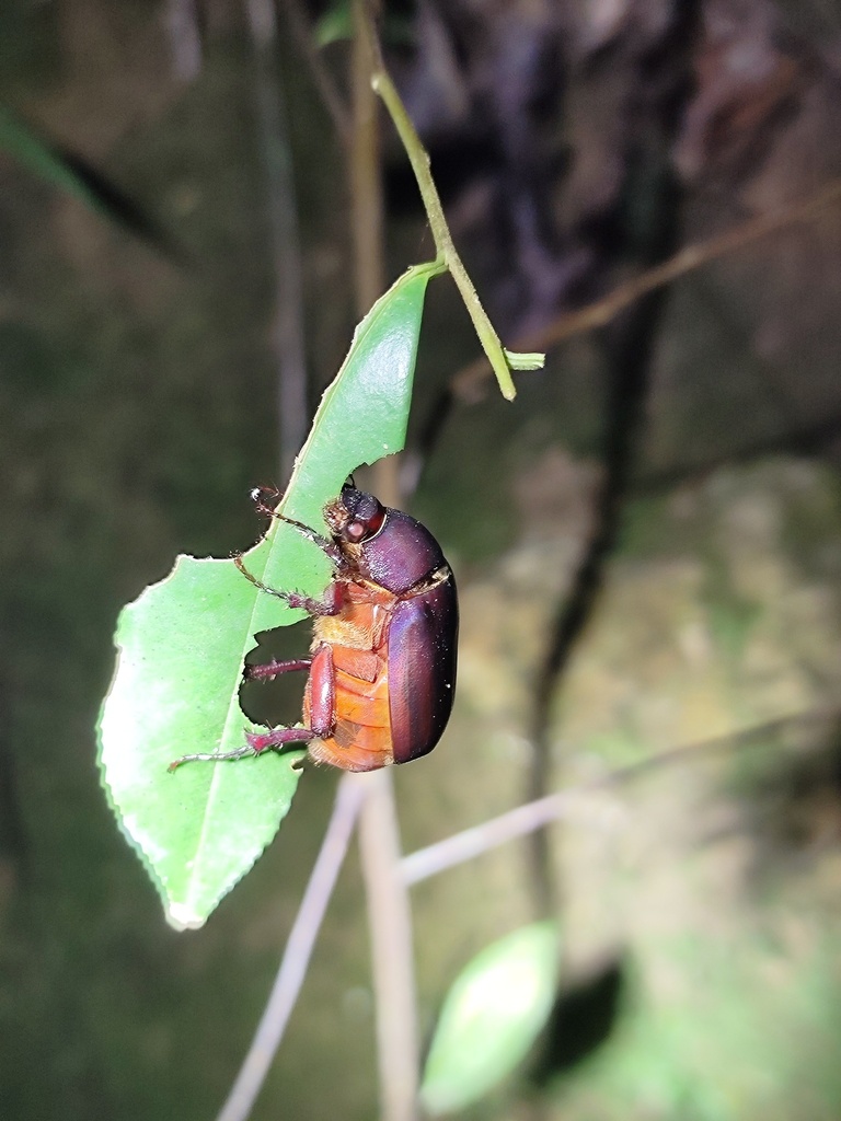 Rufotrichia