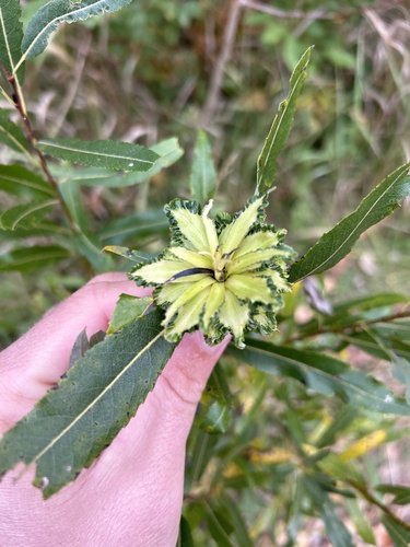 Willow Rosette Gall Midge photo 3