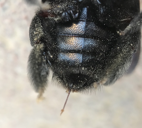 Pubescent Carpenter Bee