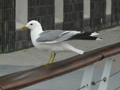 Larus canus