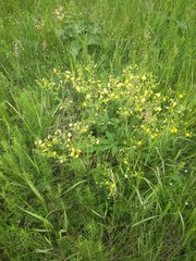 Potentilla chrysantha