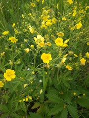 Potentilla chrysantha