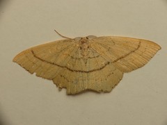 Cyclophora linearia