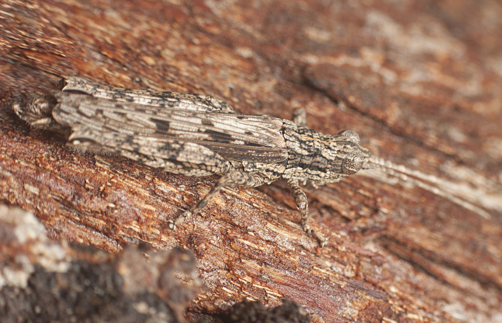 Common Adreppus