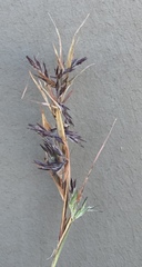 Cymbopogon marginatus