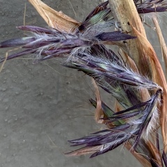 Cymbopogon marginatus